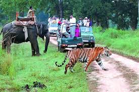 Book Wildlife Tours Package in India